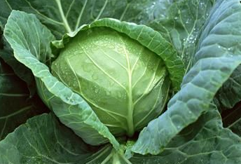 胃胀|怀孕后胃胀是怎么回事 怀孕期间胃胀气怎么办呢