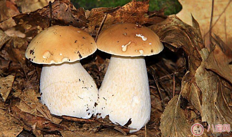 早餐|孩子早餐适合吃什么发酵类食品推荐