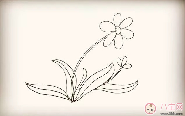 简笔画|儿童简笔画太阳花 太阳花图片简笔画步骤