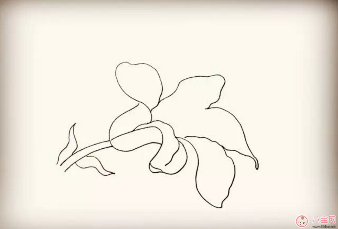 画百合花|怎么教宝宝花百合花 百合花简笔画