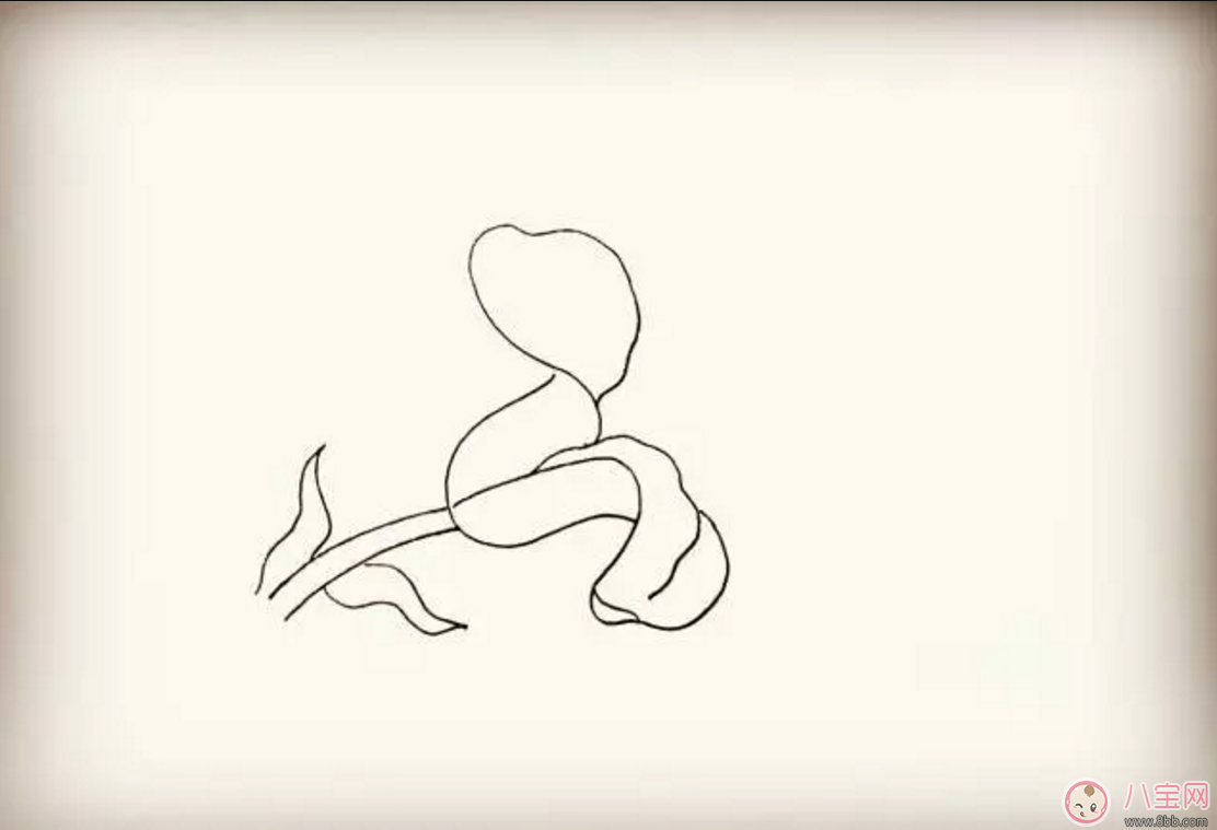 画百合花|怎么教宝宝花百合花 百合花简笔画