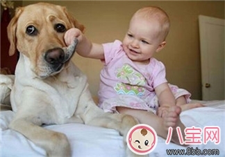 宠物|宝宝与家里养的宠物相处注意事项