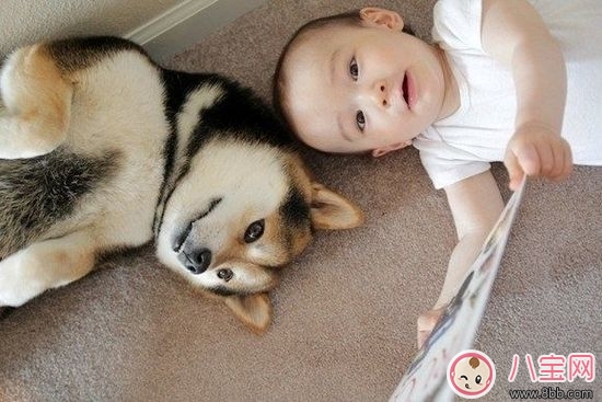 宠物|宝宝与家里养的宠物相处注意事项