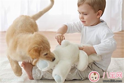 宠物|宝宝与家里养的宠物相处注意事项