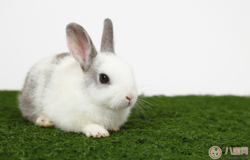 故事|妈妈安胎小故事：小兔的蘑菇房