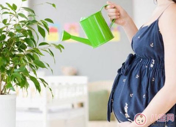 吊兰|孕妇房间里可以放吊兰吗 吊兰对孕妇有影响吗(孕妇养吊兰注意事项)