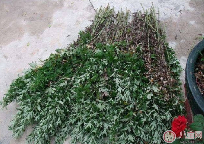 偏方|2017夏天孩子长痱子有什么偏方 去治痱子偏方有哪些