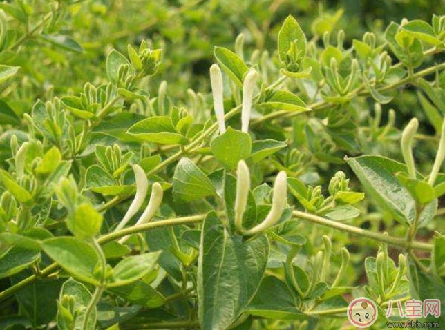 偏方|2017夏天孩子长痱子有什么偏方 去治痱子偏方有哪些