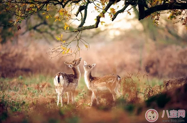 胎教|孕晚期胎教故事 神奇的蘑菇桌