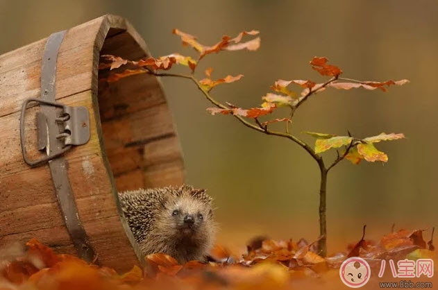 胎教|孕晚期胎教故事 神奇的蘑菇桌