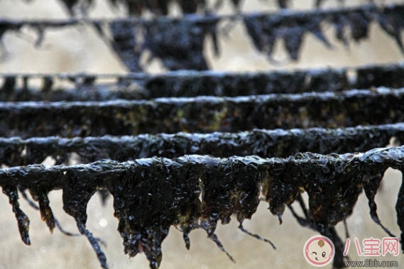 食物|孕早期吃什么保胎 孕早期保胎食物有哪些