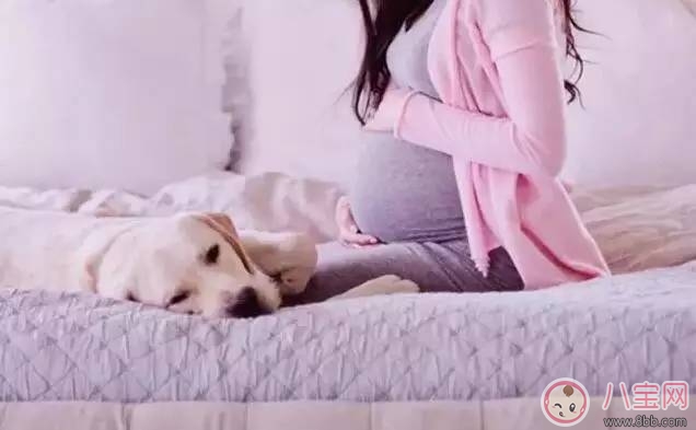 宠物|孕期家里有宠物怎么办 孕期养宠物注意事项