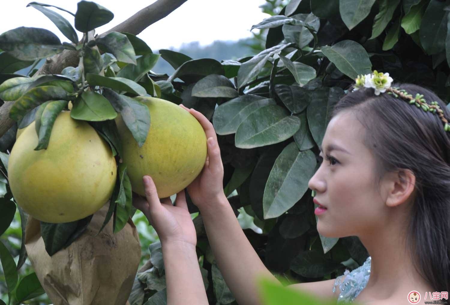 减肥|柚子减肥法秋季去燥又瘦身