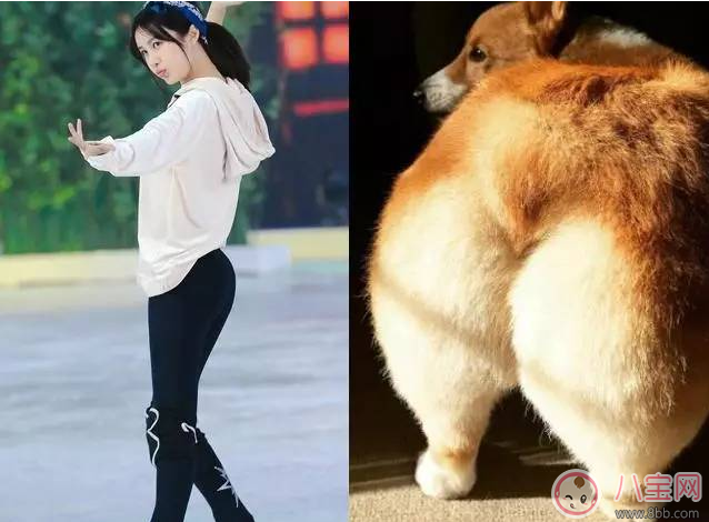 李菲儿|柯基臀是骨盆前倾吗 李菲儿的柯基臀是怎么练成的