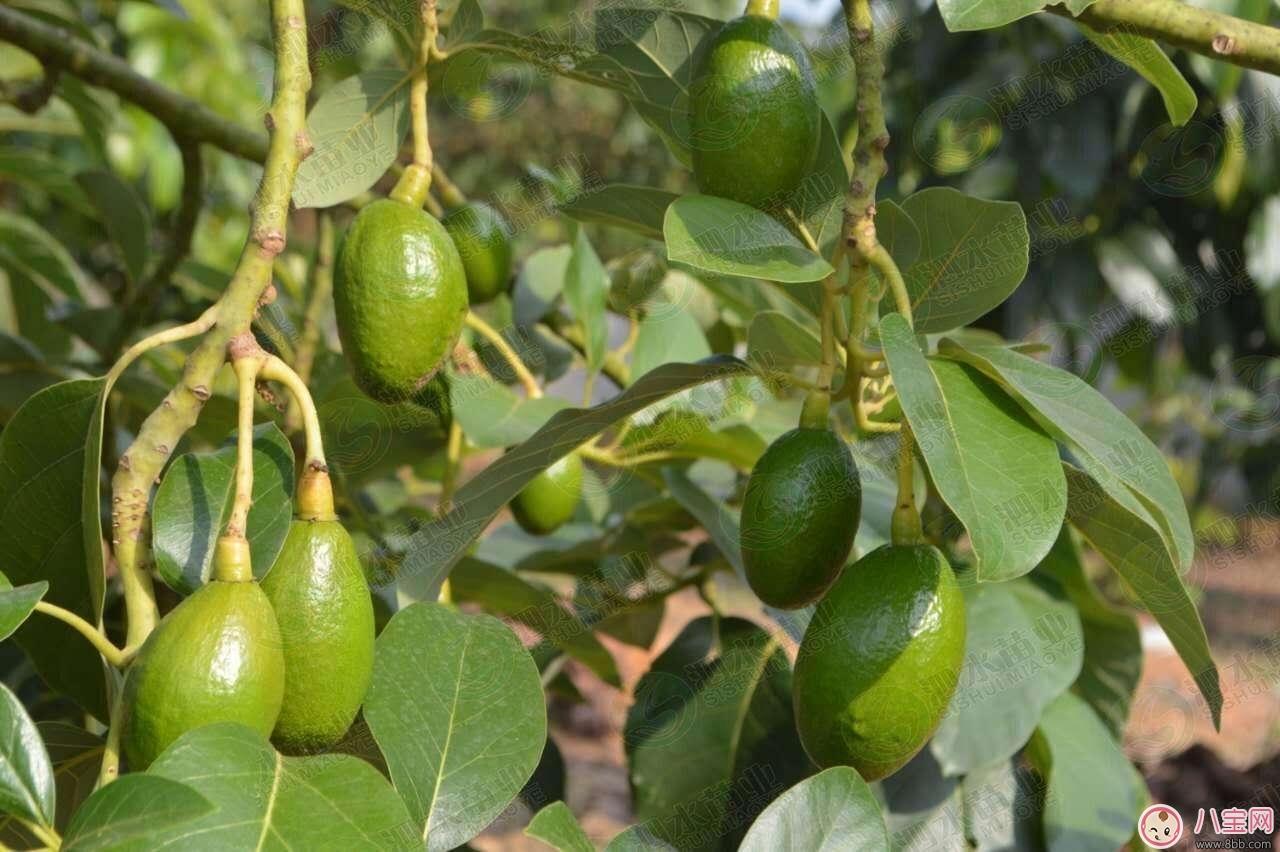 保养|女性健康保养酪梨美容功效多