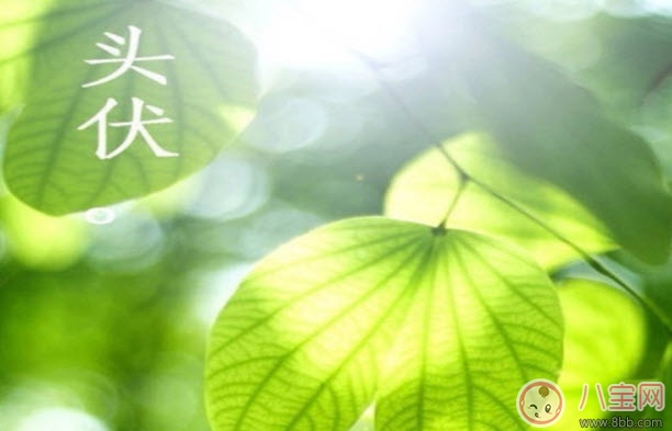 头伏|2017头伏吃饺子 头伏宝宝吃饺子怎么做(适合宝宝的儿童迷你水饺)