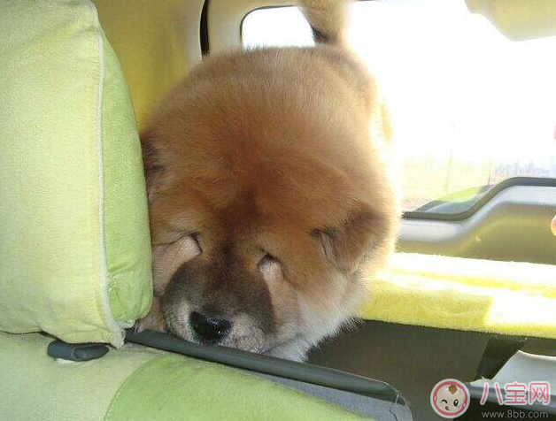 晕车|不知道自己怀孕吃了晕车药怎么办 怀孕可以吃晕车药吗