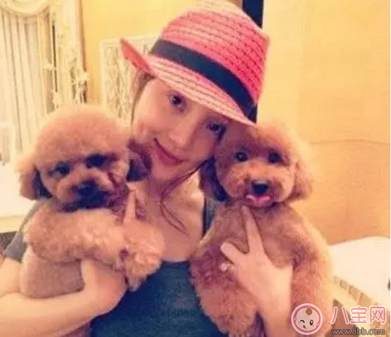 宠物|养宠物的孕妇应该做哪些检查 为什么明星怀孕了能养宠物