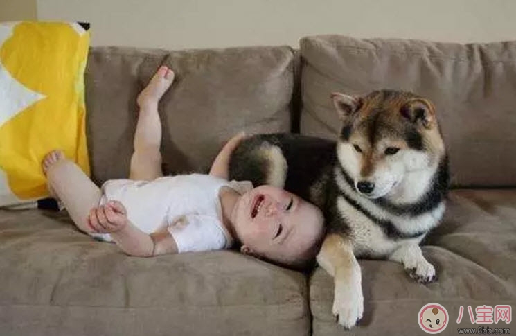 宠物|养宠物的孕妇应该做哪些检查 为什么明星怀孕了能养宠物