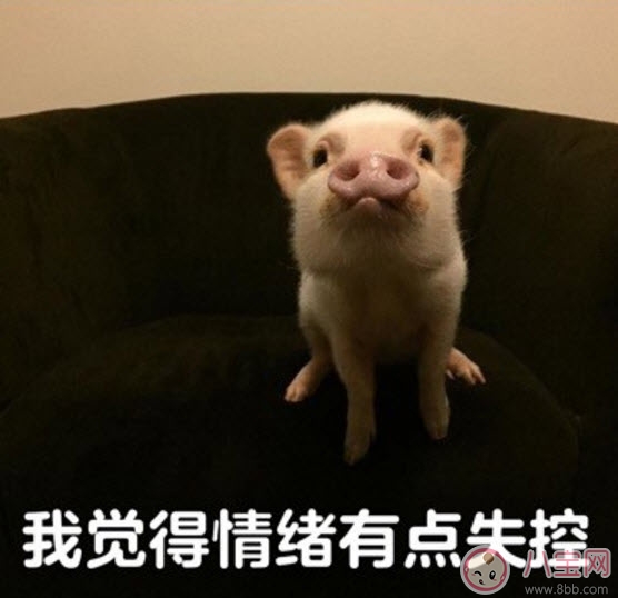 我觉得可以|我觉得不行我觉得可以是什么梗 我觉得不行我觉得可以怎么火的