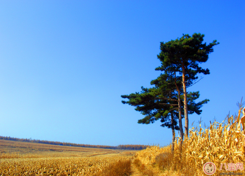 准妈妈|秋天准妈妈怎么吃好 准妈妈秋季如何进补