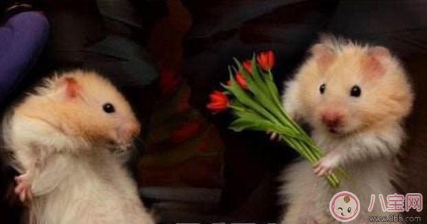 男人节|2017妇男节是哪天 妇男节年龄界限(妇男节怎么过)