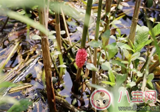 禁食|千万别吃福寿螺 如何分辨福寿螺