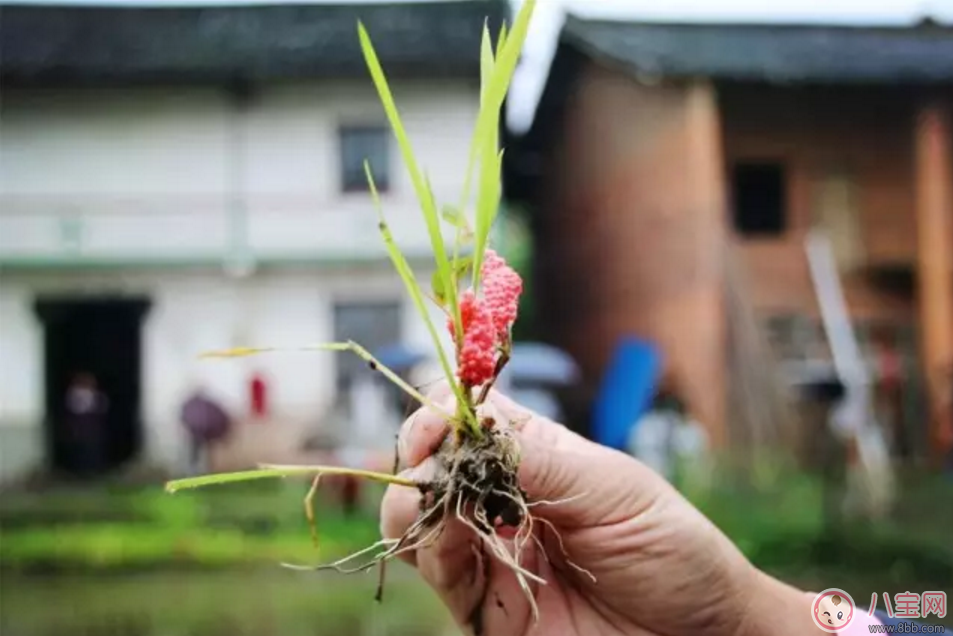 禁食|千万别吃福寿螺 如何分辨福寿螺