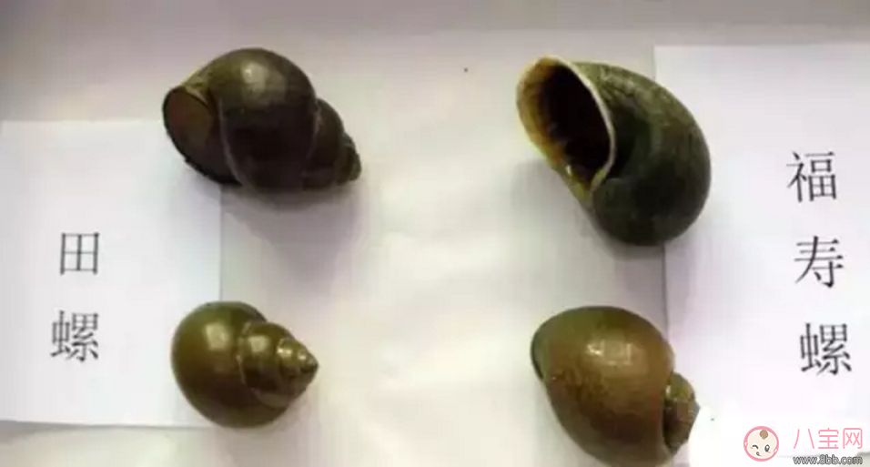 禁食|千万别吃福寿螺 如何分辨福寿螺