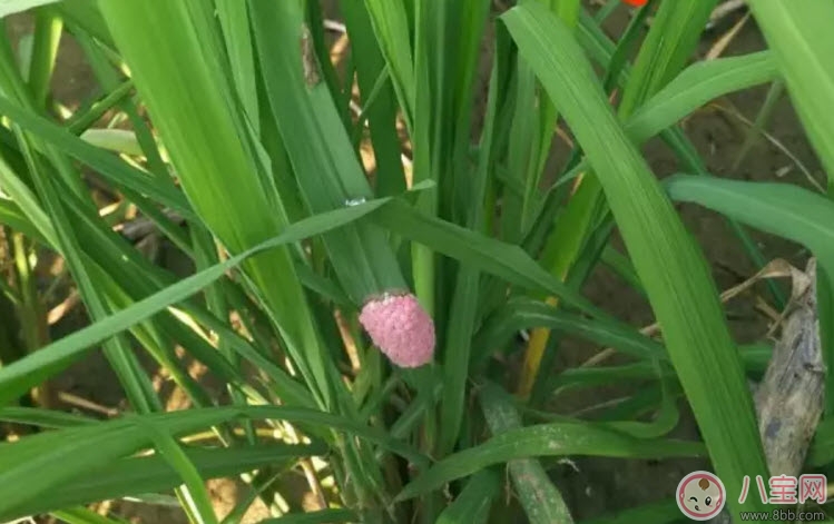 田螺|福寿螺不能吃 孕妇不能吃福寿螺(福寿螺与田螺的区别有哪些)