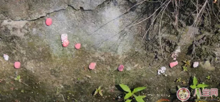 田螺|福寿螺不能吃 孕妇不能吃福寿螺(福寿螺与田螺的区别有哪些)