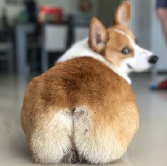 李菲儿|李菲儿柯基臀怎么练出来的 懒人练柯基臀的方法