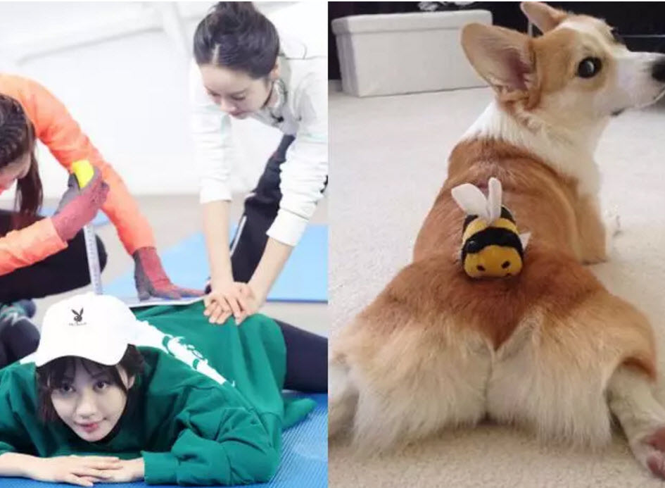 李菲儿|李菲儿柯基臀怎么练出来的 懒人练柯基臀的方法