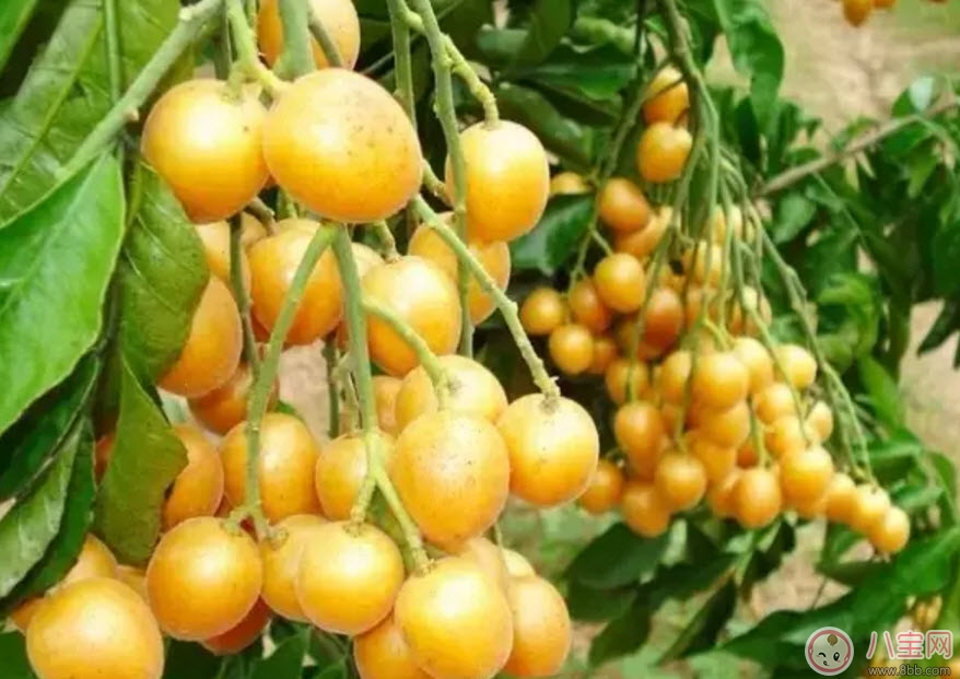 黄皮|孕妇可以吃黄皮吗 孕妇怀孕早期能不能吃黄皮果