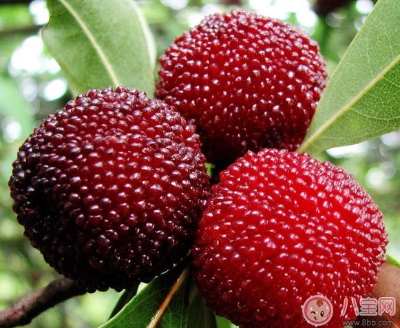 杨梅|孕妇可以吃新鲜杨梅吗 孕妇吃杨梅注意事项