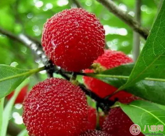 杨梅|孕妇可以吃新鲜杨梅吗 孕妇吃杨梅注意事项