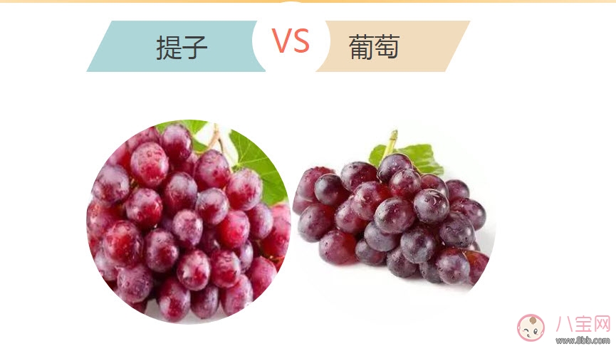 提子|孕妇吃哪一种葡萄好 孕妇吃葡萄好还是提子好
