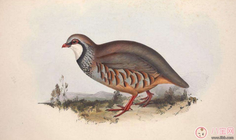 鹌鹑|孕妇能吃鹌鹑吗 孕妇吃鹌鹑的好处有哪些