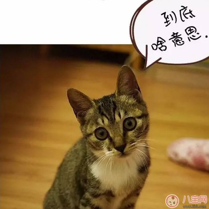 意思|网络语ky是什么意思 ky粉是什么意思(B站微博ky是什么缩写吗)