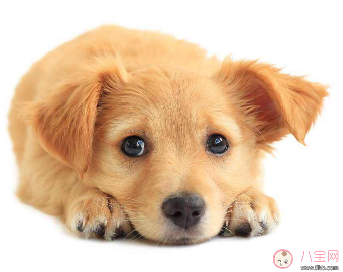 狗|明知我养狗还住隔壁 孩子遇到狗怎么办