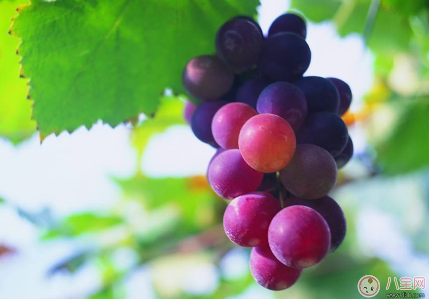 水果|怀孕了必吃的四种水果 怀孕吃什么水果好2017