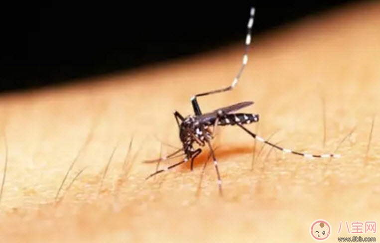 蚊香|孕妇用什么蚊香安全 孕妇能用电蚊香吗