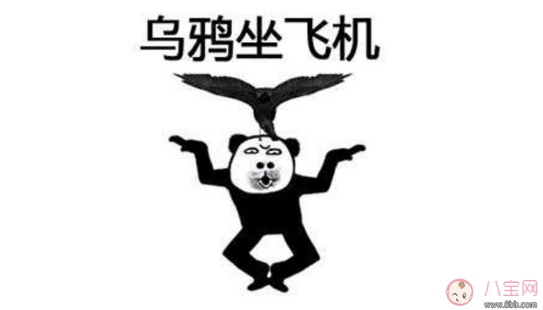 表情包|乌鸦坐飞机什么梗 阿福乌鸦坐飞机第几集