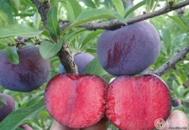 水果|红心李子孕妇可以吃吗 孕妇最多能吃多少个红李子