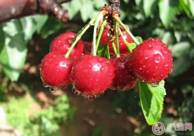 樱桃|孕妇能吃樱桃吗 孕妇怎么吃樱桃最营养