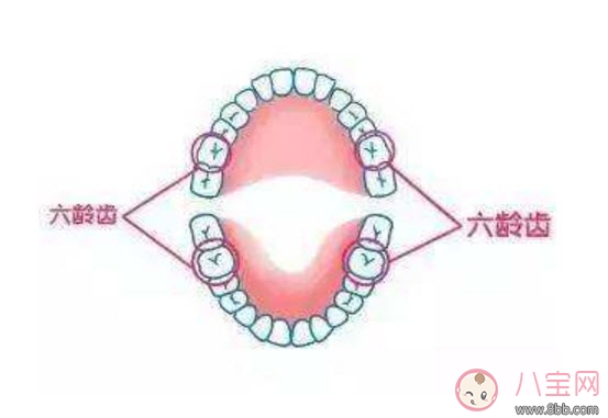 牙齿|宝宝的六龄齿会换掉吗 宝宝乳牙里的六龄牙终生不换