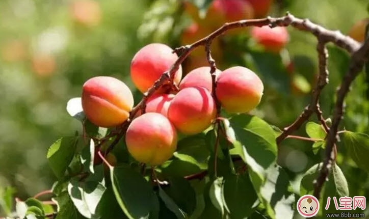 水果|孕妇为什么不能吃杏子 孕妇吃了一个杏子怎么办