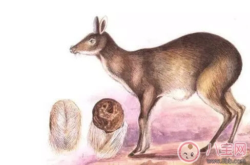 孕妇|孕妇能用香水吗 孕妇使用香水有哪些注意事项