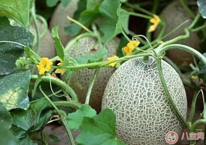 水果|孕妇吃哈密瓜有哪些好处 孕妇吃哈密瓜的注意事项有哪些