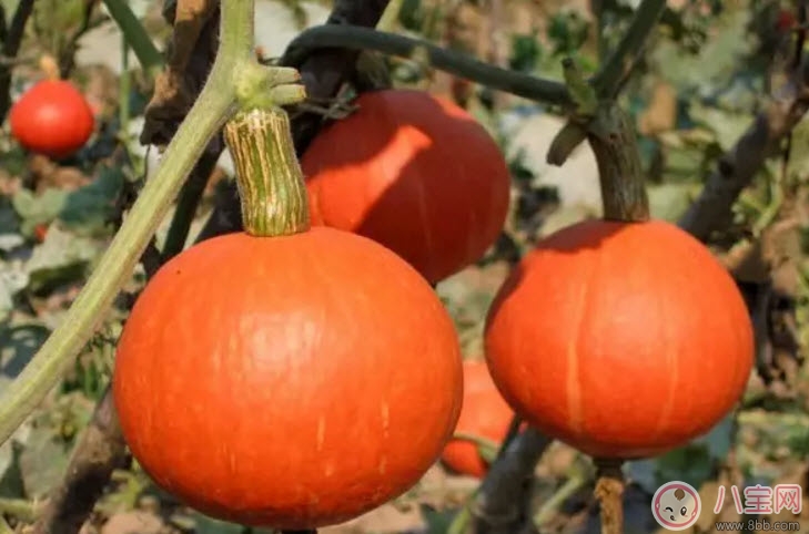 营养|孕妇吃南瓜有什么好处 孕妇吃南瓜对胎儿好吗